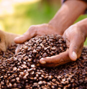 Fair trade farming is best for coffee bean produce