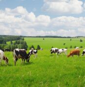 cows_90110284-1.jpg cows_90110284-1.jpg